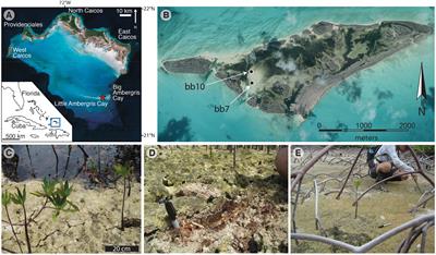 Chemical and Isotopic Evidence for Organic Matter Sulfurization in Redox Gradients Around Mangrove Roots
